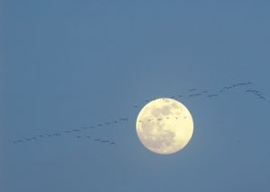 Moon geese